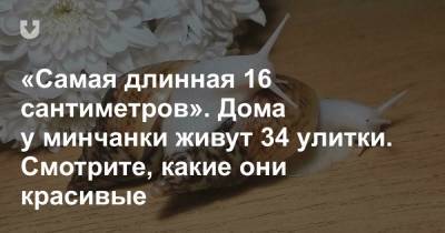 «Самая длинная 16 сантиметров». Дома у минчанки живут 34 улитки. Смотрите, какие они красивые - news.tut.by