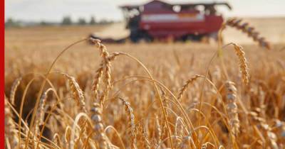 Эдуард Зернин - Крупные мировые экспортеры прекратили закупку российской пшеницы - profile.ru