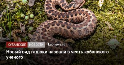 Новый вид гадюки назвали в честь кубанского ученого - kubnews.ru - Сочи - Краснодарский край - респ. Южная Осетия