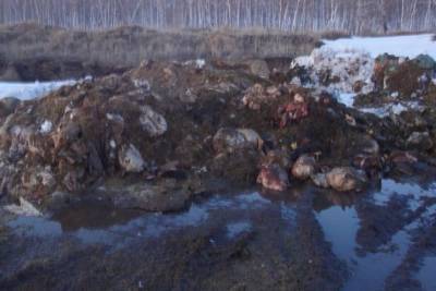 Денис Давыдов - Мясокомбинат в новосибирском селе не стал захоранивать отходы - tayga.info