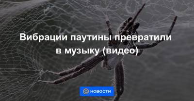 Анна Лысенко - Вибрации паутины превратили в музыку (видео) - news.mail.ru