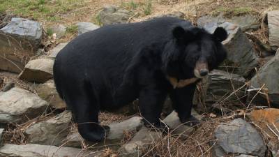 Гималайский медведь Сема едва не утащил пенсионера в клетку - polit.info - Благовещенск - Нападение