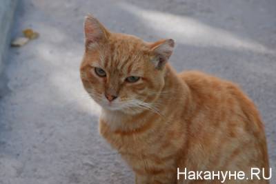 Владимир Бурматов - Павел Крашенинников - "Закон о котах": Госдума запретила забирать домашних питомцев за долги - nakanune.ru