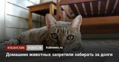 Домашних животных запретили забирать за долги - kubnews.ru - Россия