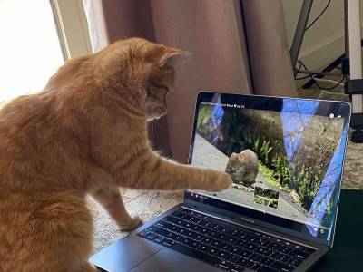 Соседский кот ходит в гости к женщине, чтобы смотреть видео на ютубе: милые фото - 24tv.ua