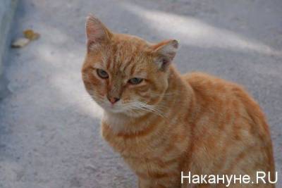 Владимир Бурматов - Павел Крашенинников - “Закон о котах”: Госдума запретила забирать домашних питомцев за долги - skuke.net