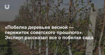 «Побелка деревьев весной — пережиток советского прошлого». Эксперт рассказал все о побелке сада - news.tut.by