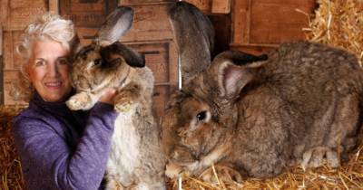 В Англии похитили крупнейшего в мире кролика: владелица предлагает большую награду - 24tv.ua - Англия - Великобритания