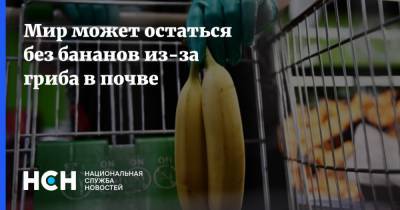 Мир может остаться без бананов из-за гриба в почве - nsn.fm - Австралия - Колумбия - Гондурас