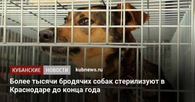 Более тысячи бродячих собак стерилизуют в Краснодаре до конца года - kubnews.ru - Краснодарский край - Краснодар