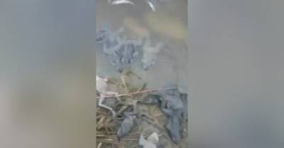 Владимир Сидоров - В посёлке под Хабаровском найдены тысячи мёртвых лягушек — видео - reendex.ru - Хабаровский край - Хабаровск