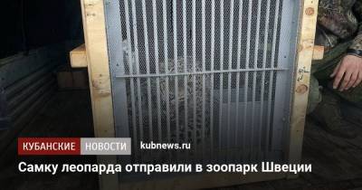 Самку леопарда отправили в зоопарк Швеции - kubnews.ru - Сочи - Краснодарский край - Швеция - Адлер