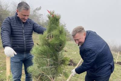 Крымские сосны высадили на Кавминводах в ходе акции - kavkaz.mk.ru - Минеральные Воды - Ставрополье
