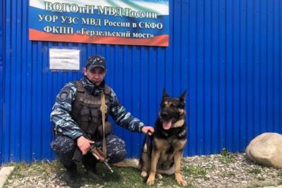 Костромская овчарка Белка отличилась на Герзельском мосту - kostroma.mk.ru - респ. Дагестан