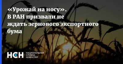 «Урожай на носу». В РАН призвали не ждать зернового экспортного бума - nsn.fm - Торговля