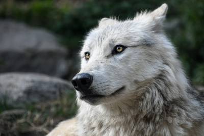 Учёные рассказали, как серые волки пережили ледниковый период - neva.today - Санкт-Петербург - Канада - Ufa