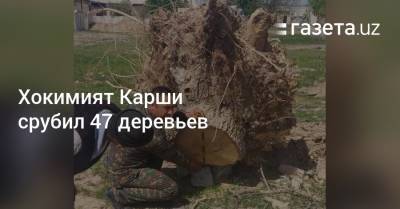Хокимият Карши срубил 47 деревьев - gazeta.uz - Узбекистан