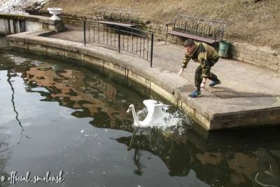 В центральный парк Смоленска вернулись лебеди - rabochy-put.ru - Смоленск