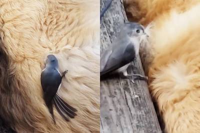 Птичка украла шерсть у собаки, пока та спала: смешное видео - 24tv.ua - Киев