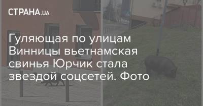 Гуляющая по улицам Винницы вьетнамская свинья Юрчик стала звездой соцсетей. Фото - strana.ua - Париж - Полтава