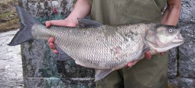 На Черкасщине поймали браконьеров на редкую рыбу - lenta.ua - Украина