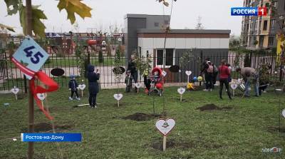 В микрорайонах «Красный Аксай» и «Вересаево» высадили 260 фруктовых деревьев - dontr.ru