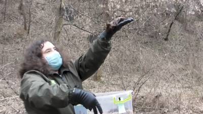 В Киеве из зоопарка выпустили летучих мышей: видео - 24tv.ua - Киев - Новости
