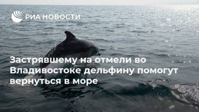 Дмитрий Лисицын - Застрявшему на отмели во Владивостоке дельфину помогут вернуться в море - ria.ru - Россия - Владивосток