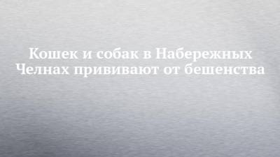 Андрей Никитин - Кошек и собак в Набережных Челнах прививают от бешенства - chelny-izvest.ru - Набережные Челны