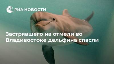 Дмитрий Лисицын - Анастасия Иванова - Застрявшего на отмели во Владивостоке дельфина спасли - ria.ru - Россия - Владивосток