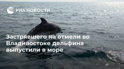 Дмитрий Лисицын - Застрявшего на отмели во Владивостоке дельфина выпустили в море - ria.ru - Россия - Владивосток