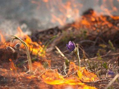 В Воронежской области сгорели восемь домов: пожар едва не перешел на областной центр - kasparov.ru - Воронеж - Воронежская обл.