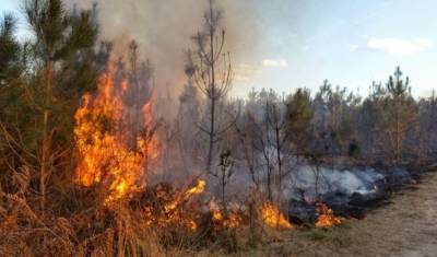 Возгорание сухой травы привело к пожару в Хоперском заповеднике - newizv.ru - Воронежская обл.
