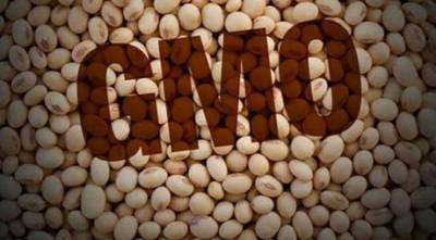 Украинцев хотят травить ГМО! В страну ввезут 50 тысяч тонн генно-модифицированной сои - enovosty.com - Южный