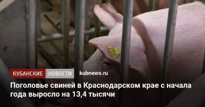Поголовье свиней в Краснодарском крае с начала года выросло на 13,4 тысячи - kubnews.ru - Краснодарский край - Краснодар