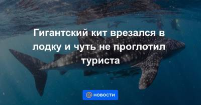 Гигантский кит врезался в лодку и чуть не проглотил туриста - news.mail.ru - Юар