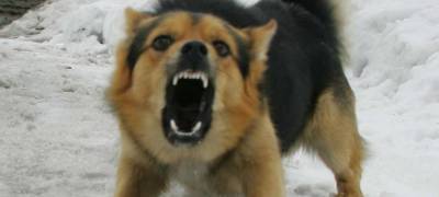 Суд в Карелии оценил бросок банкой в лающую собаку в 100 тысяч рублей - stolicaonego.ru - республика Карелия