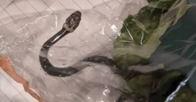 Мальчик нашел живую змею в салате из супермаркета - ren.tv - Австралия