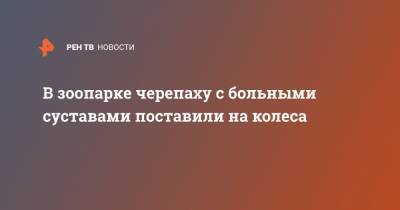 В зоопарке черепаху с больными суставами поставили на колеса - ren.tv