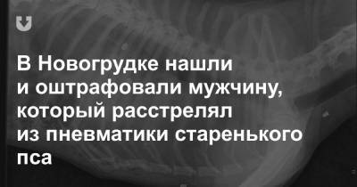 В Новогрудке нашли и оштрафовали мужчину, который расстрелял из пневматики старенького пса - news.tut.by