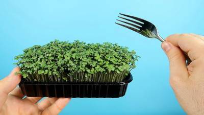 Как вырастить съедобную микрозелень дома за 6 дней: Эксперименты - techno.bigmir.net