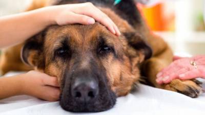 Что делать при отравлении собаки: симптомы и первая помощь - 24tv.ua