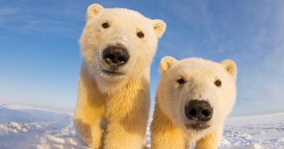 Ученые считают, что изменение климата ведет к исчезновению белых медведей и появлению гибрида - focus.ua - шт.Аляска