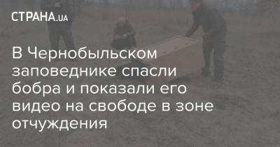 В Чернобыльском заповеднике спасли бобра и показали его видео на свободе в зоне отчуждения - strana.ua