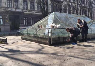 В центре Одессы у «фотобизнесменов» отобрали голубей со склеенными крыльями - odessa-life.od.ua - Одесса