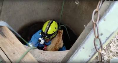 Видео: волонтеры “Кошкиспас” вытащили кота, угодившего в глубокий колодец в Сиверском - ivbg.ru - Сиверск - Ленобласть