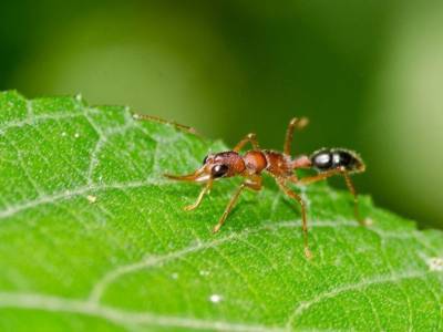Индийские прыгающие муравьи могут уменьшать и увеличивать свой мозг - polit.ru