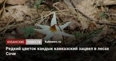 Редкий цветок кандык кавказский зацвел в лесах Сочи - kubnews.ru - Сочи - Краснодарский край - респ. Адыгея - респ. Южная Осетия - респ. Карачаево-Черкесия - Ставрополье