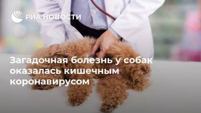 Загадочная болезнь у собак оказалась кишечным коронавирусом - ria.ru - Москва - Англия - Великобритания