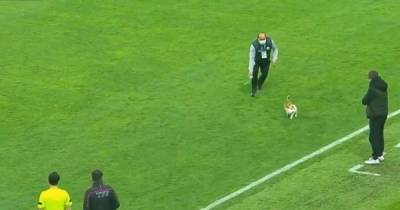 Игру не испортил: кот ворвался на футбольное поле в Турции и стал звездой матча (видео) - tsn.ua - Турция